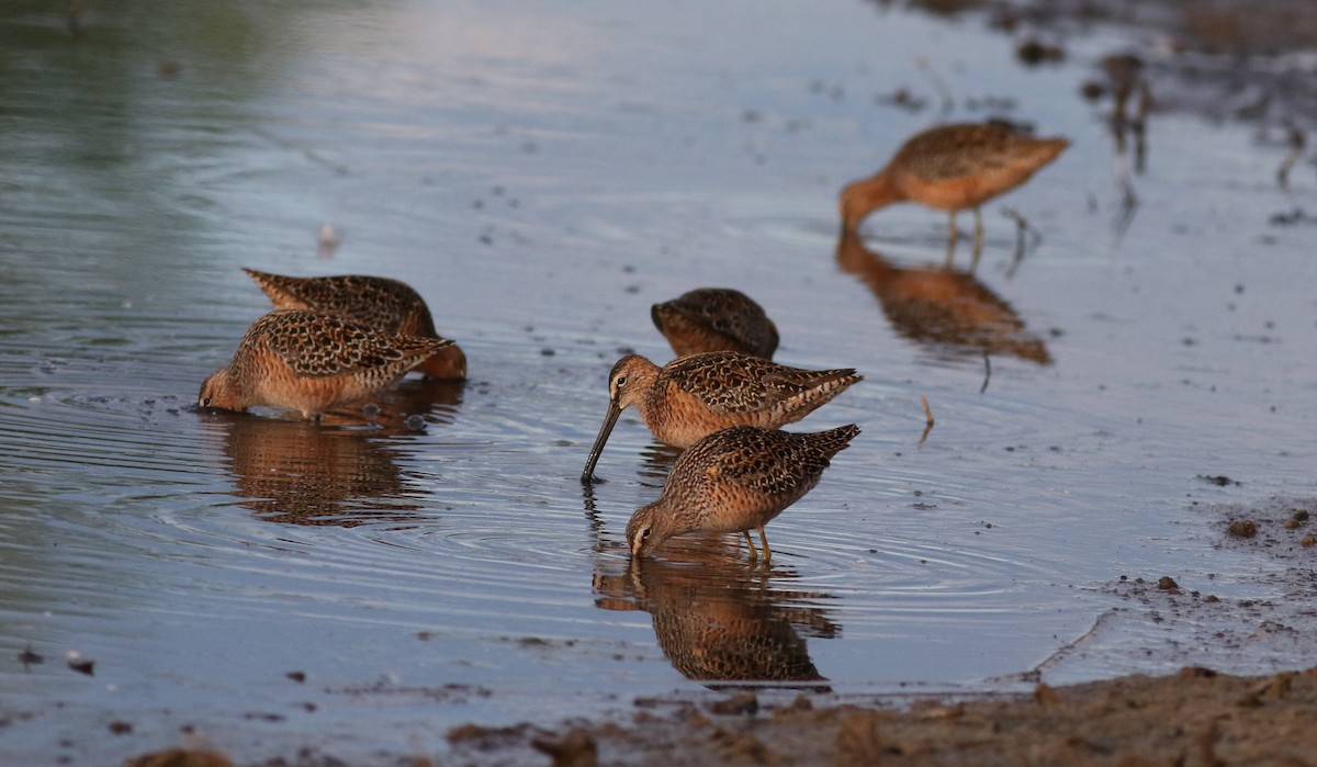 Long-billed Dowitcher - ML619427355