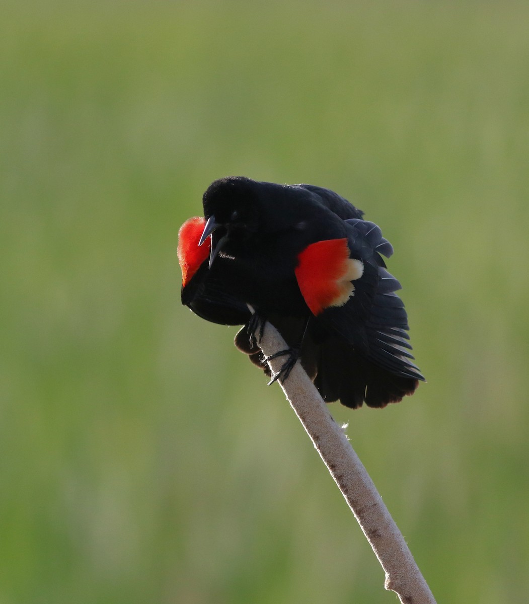 Red-winged Blackbird - ML619427378