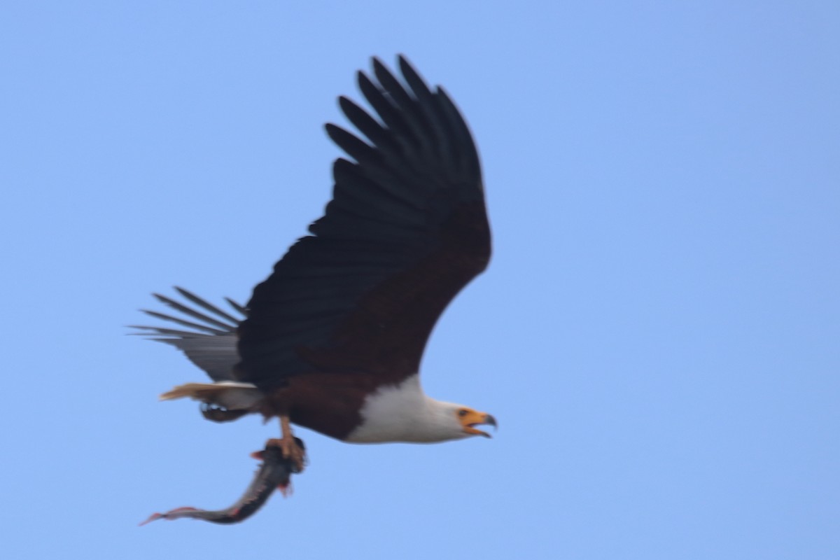 African Fish-Eagle - ML619427398