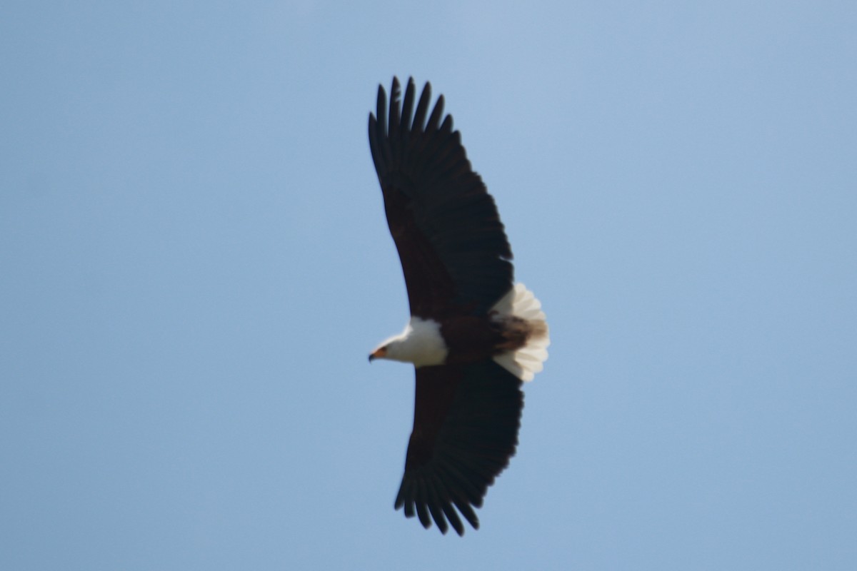 African Fish-Eagle - ML619427401