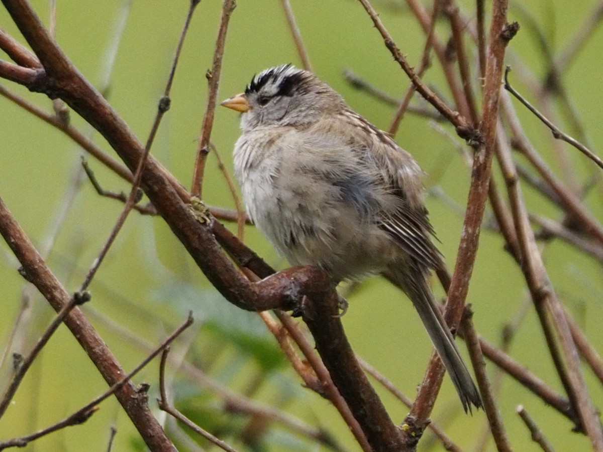 White-crowned Sparrow - ML619427450