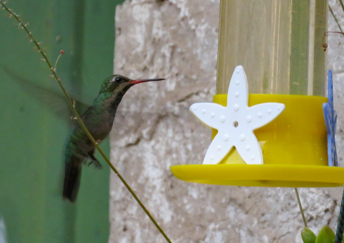 kolibřík lesklobřichý - ML619427464