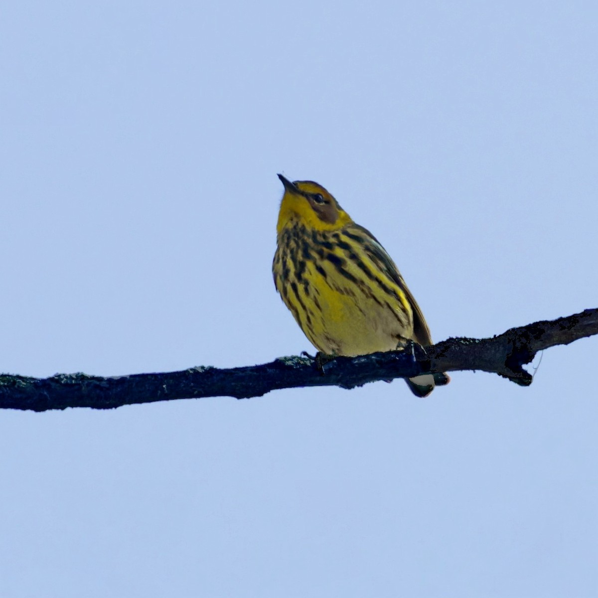 Cape May Warbler - ML619427497