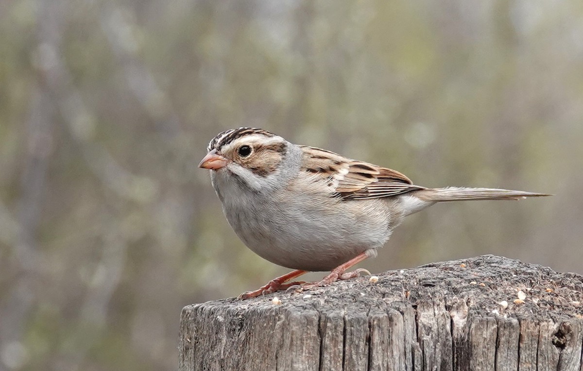 Clay-colored Sparrow - ML619427520