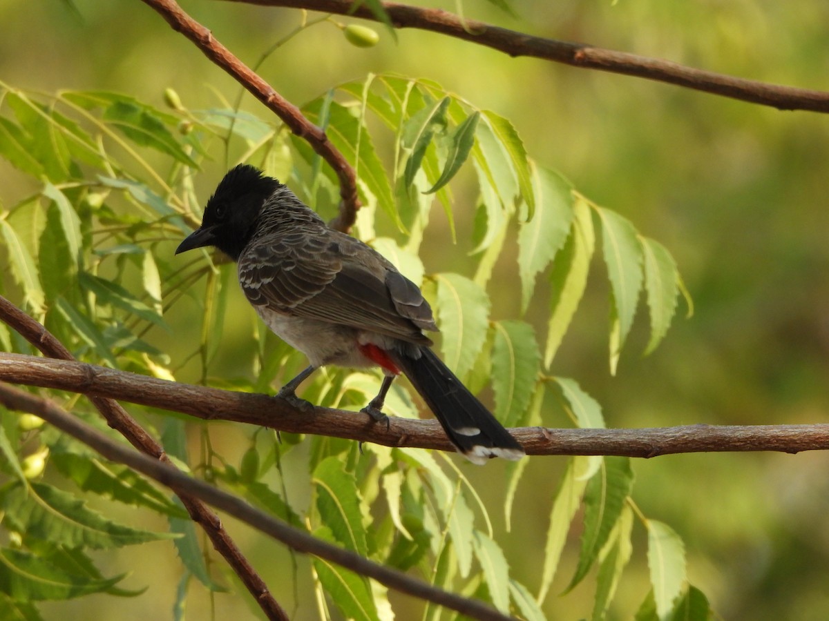 Red-vented Bulbul - ML619427523
