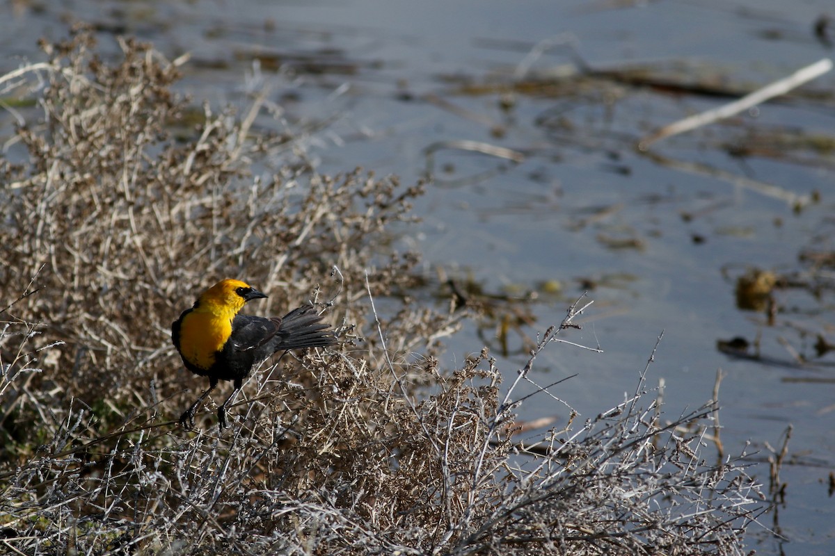 Yellow-headed Blackbird - ML619427558