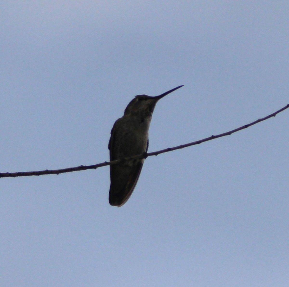 hummingbird sp. - ML619427559