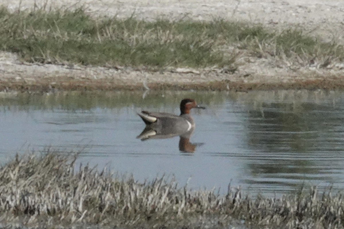 Green-winged Teal - ML619427636