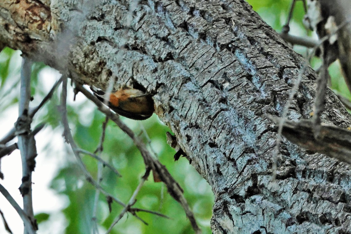 Red-breasted Nuthatch - ML619427645