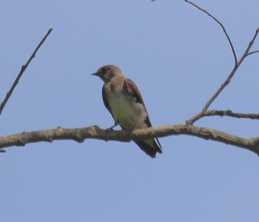 Northern Rough-winged Swallow - ML619427669