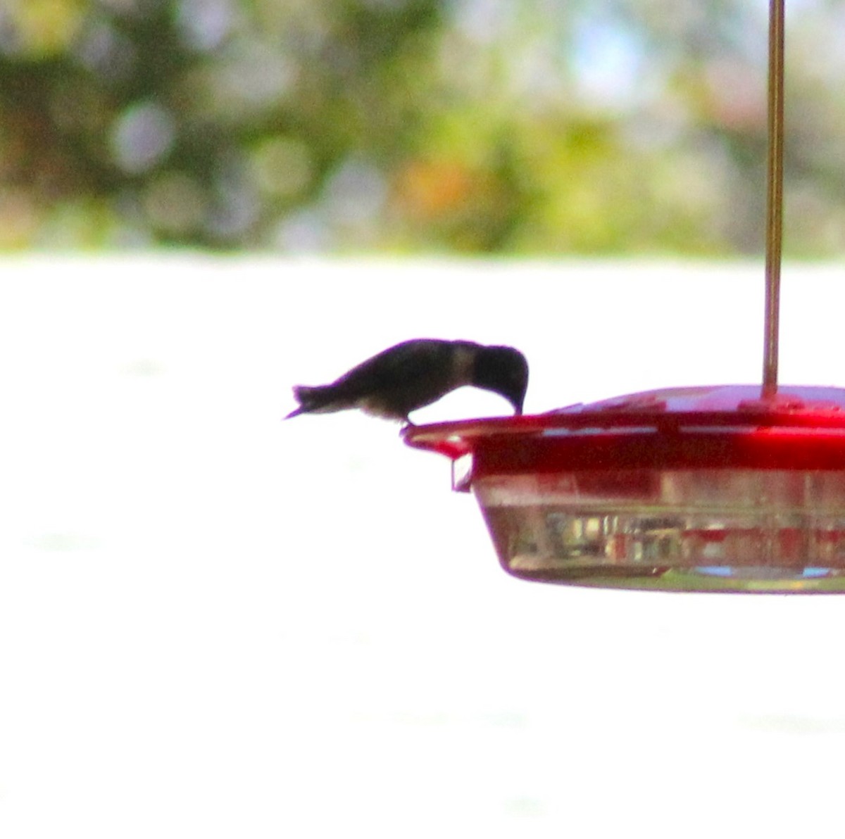 Black-chinned Hummingbird - ML619427672