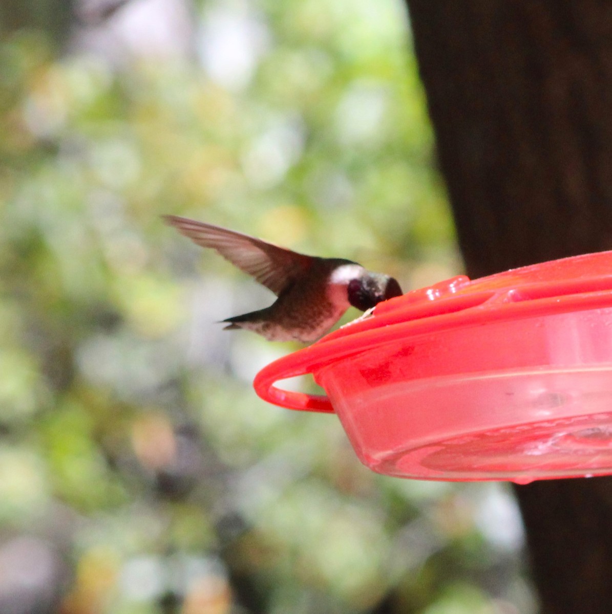 Black-chinned Hummingbird - ML619427674