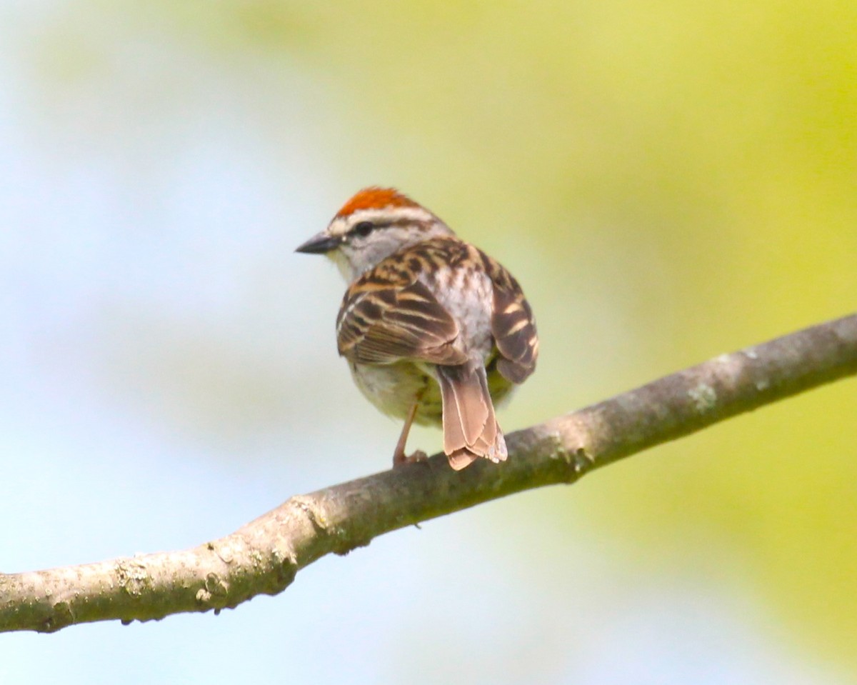 Chipping Sparrow - ML619427699