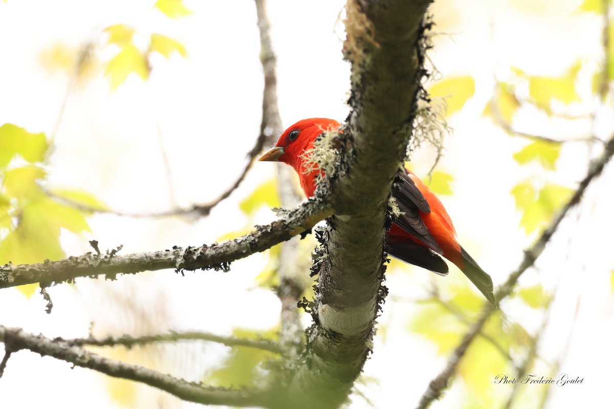 Scarlet Tanager - ML619427712