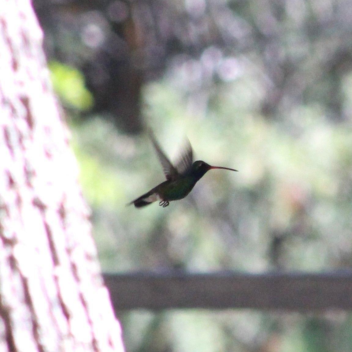 Broad-billed Hummingbird - ML619427715