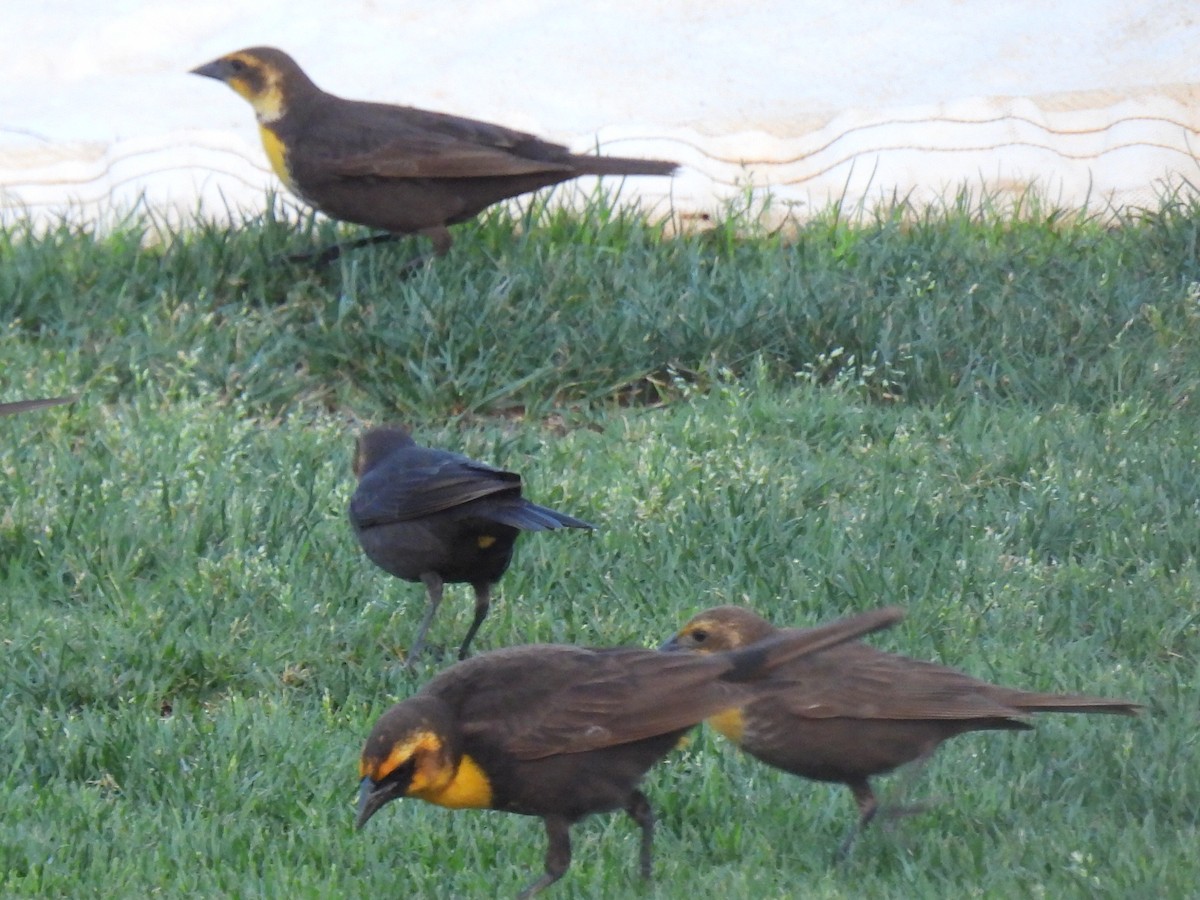 Yellow-headed Blackbird - ML619427723