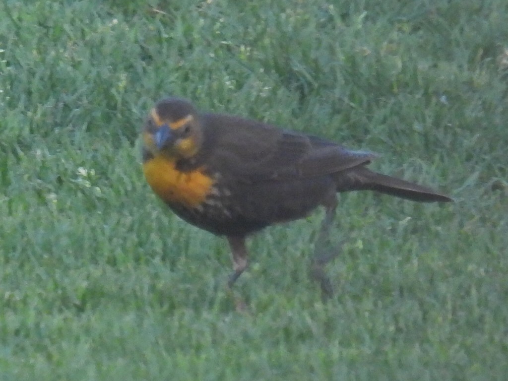 Yellow-headed Blackbird - ML619427748