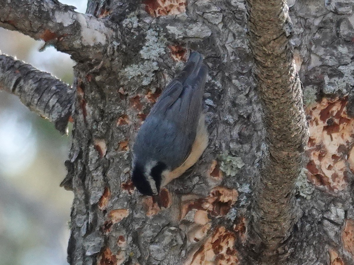 Red-breasted Nuthatch - ML619427768