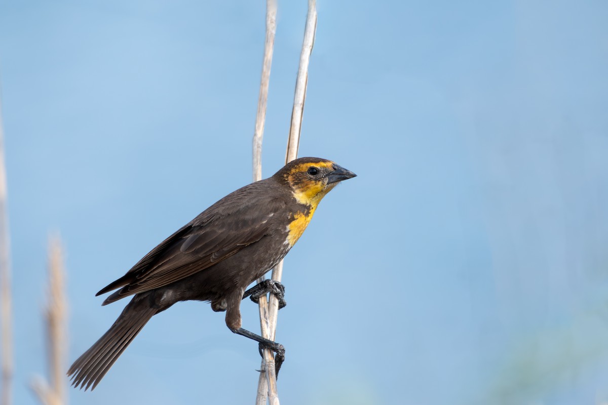 Yellow-headed Blackbird - ML619427774