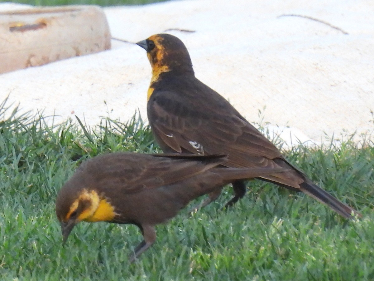 Yellow-headed Blackbird - ML619427778