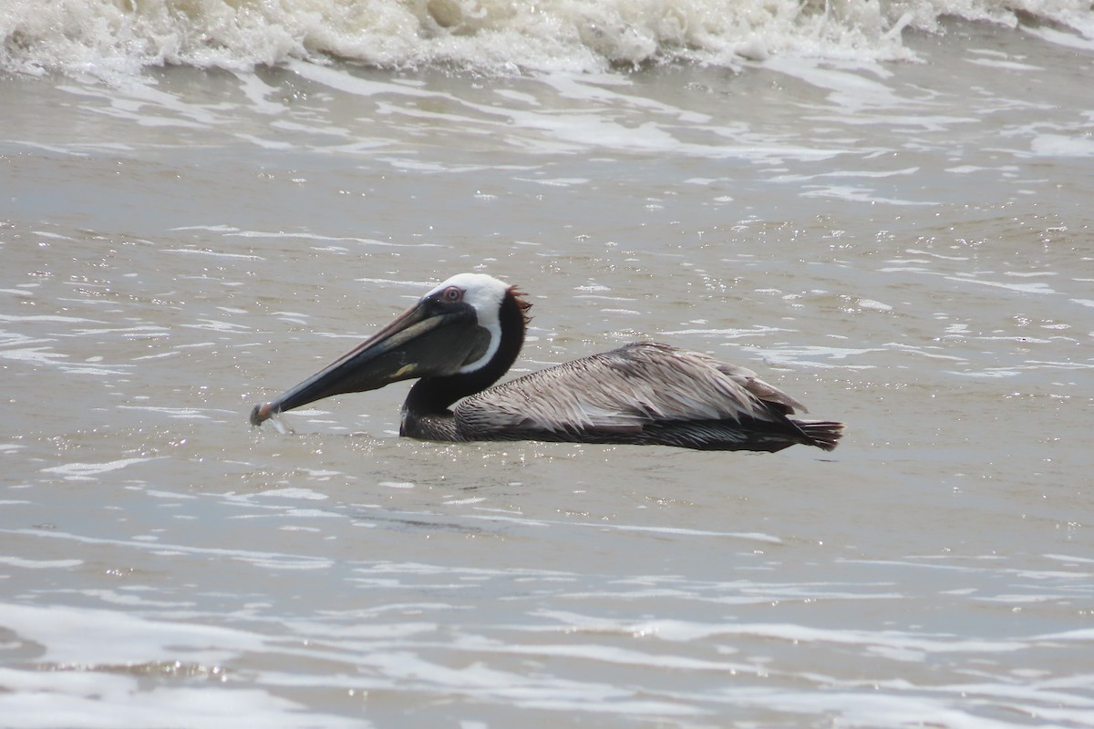 pelikán hnědý - ML619427792