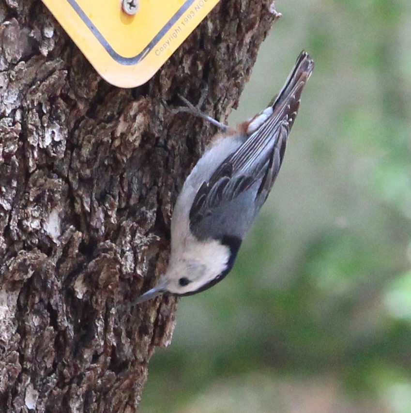 White-breasted Nuthatch - ML619427796