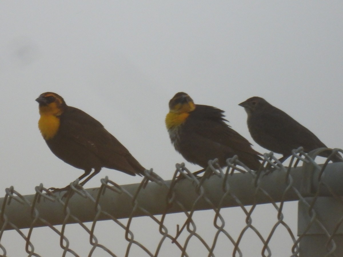 Yellow-headed Blackbird - ML619427805