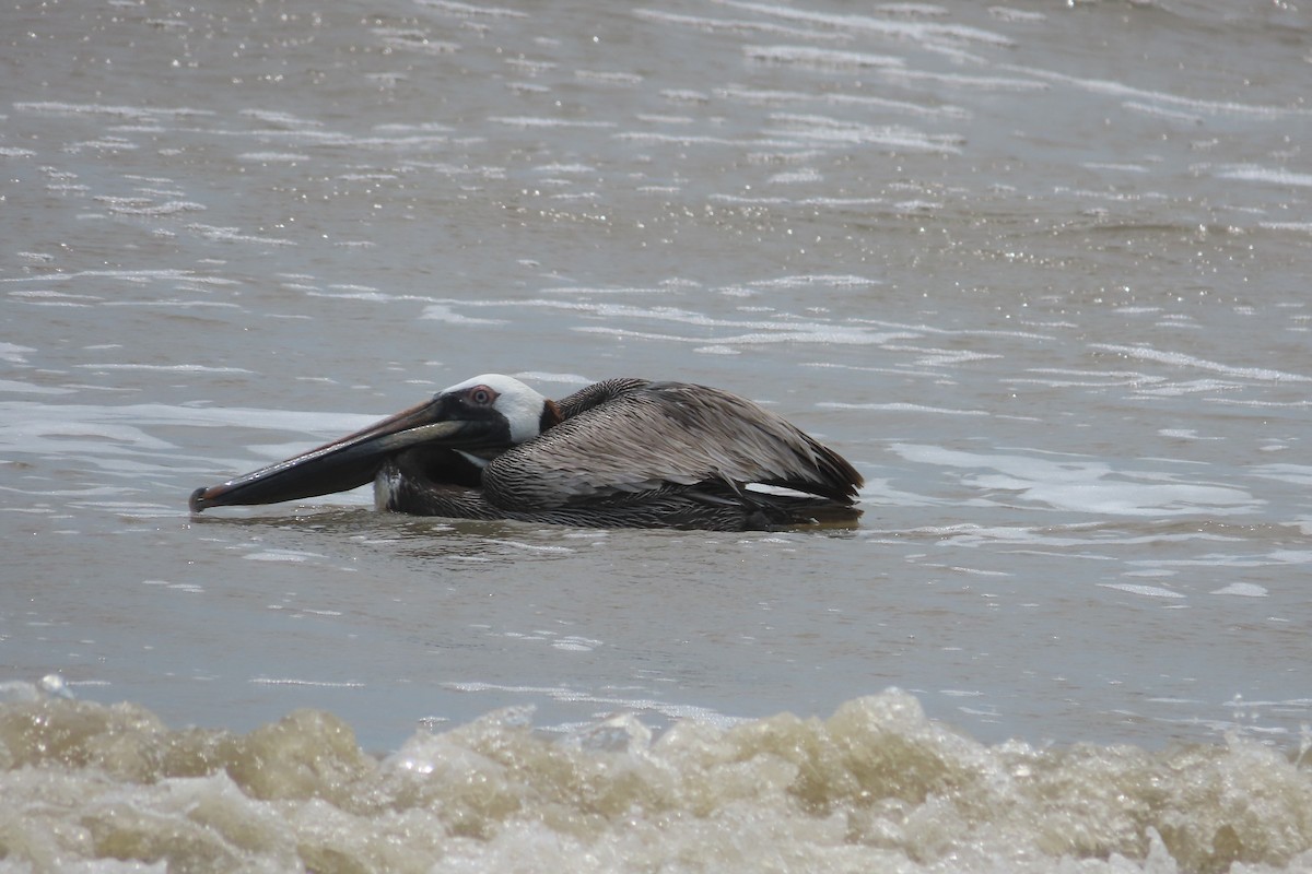 pelikán hnědý - ML619427814
