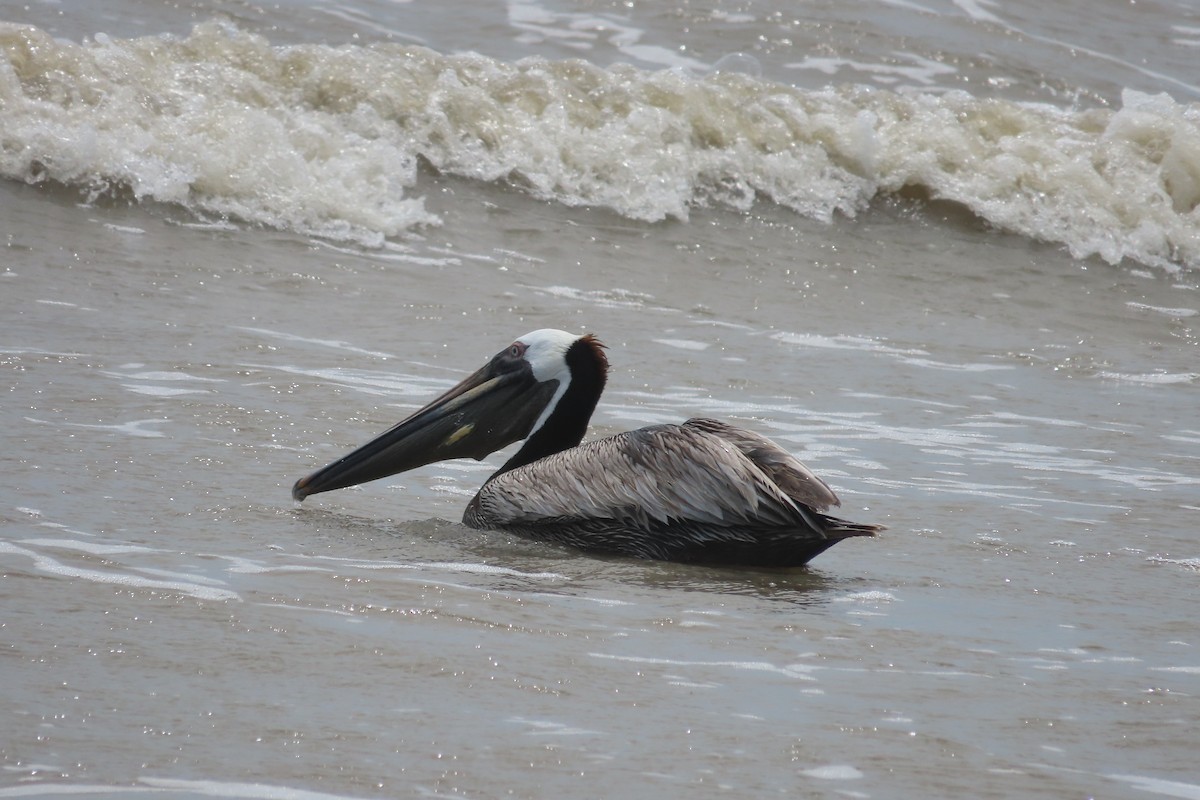 pelikán hnědý - ML619427826