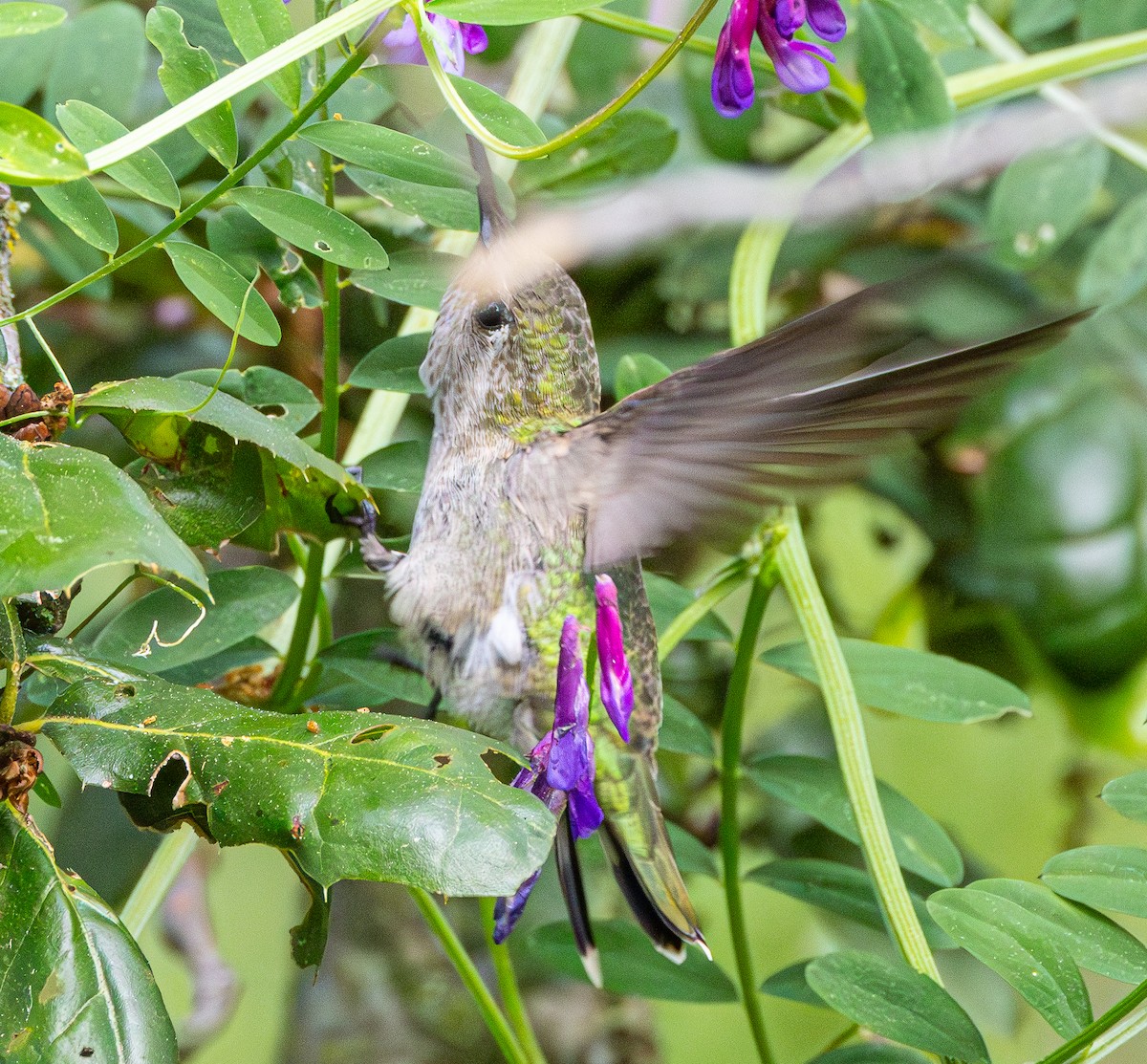 Anna's Hummingbird - ML619427867