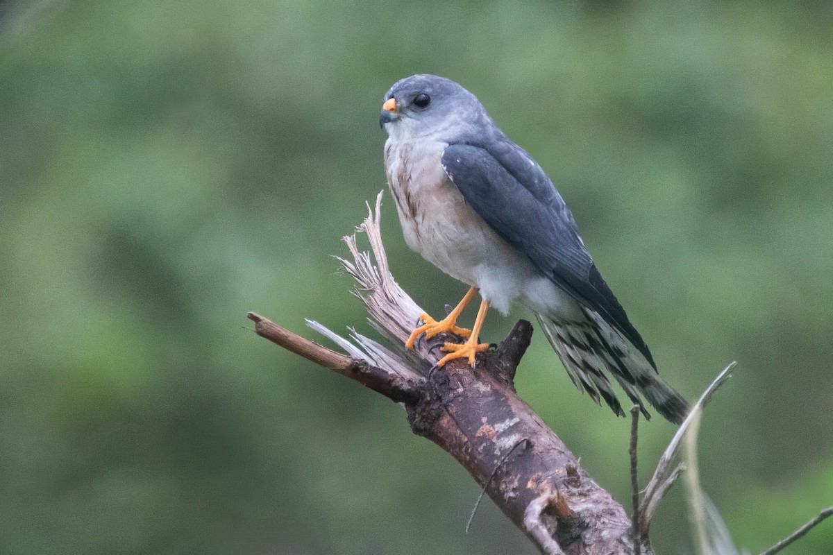 Chinese Sparrowhawk - ML619427868
