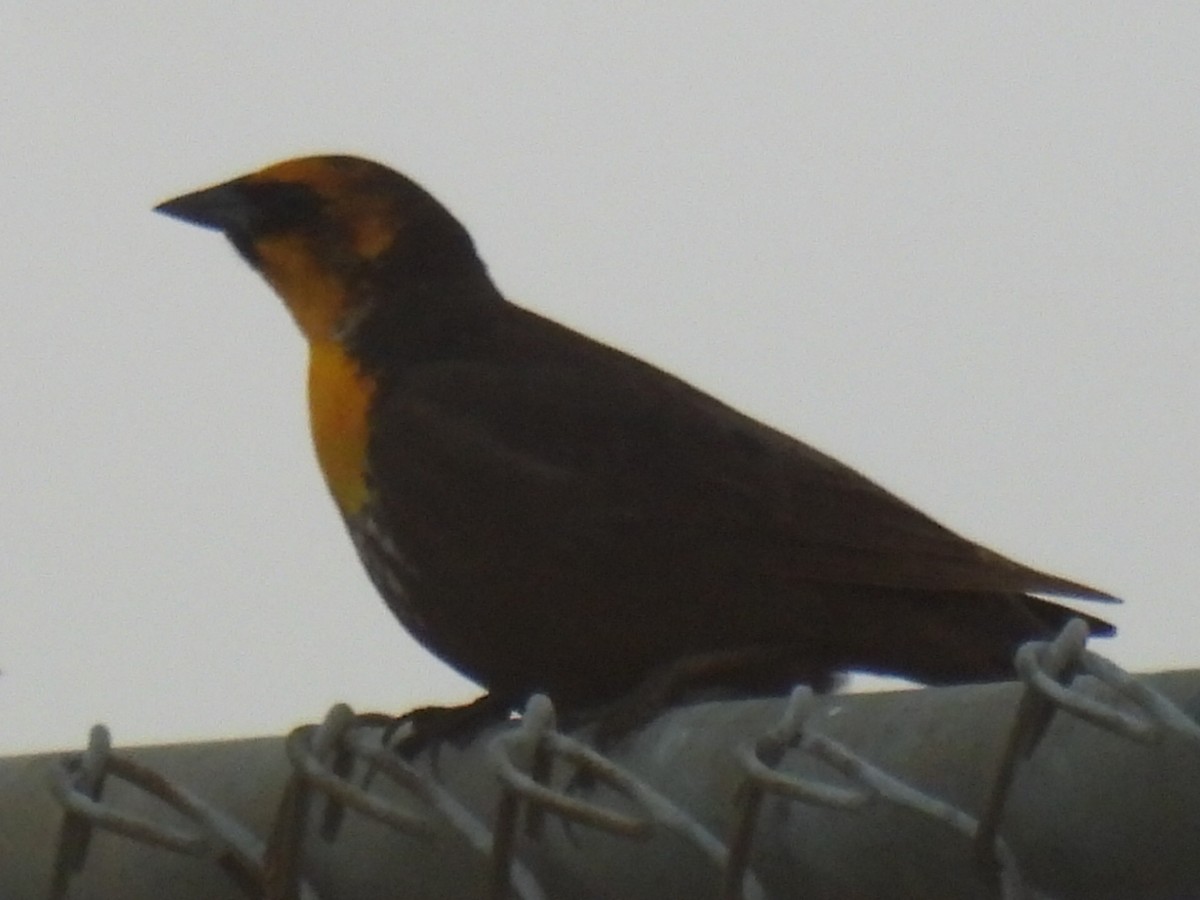 Yellow-headed Blackbird - ML619427869