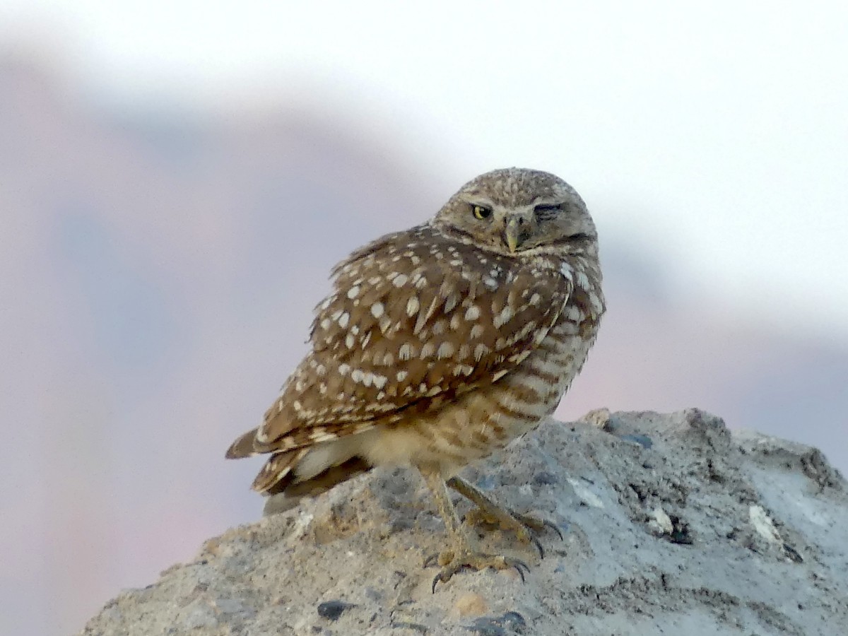 Burrowing Owl - ML619427878