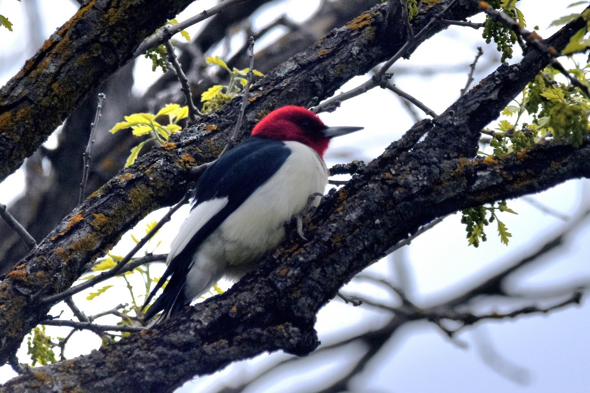 Red-headed Woodpecker - ML619427884