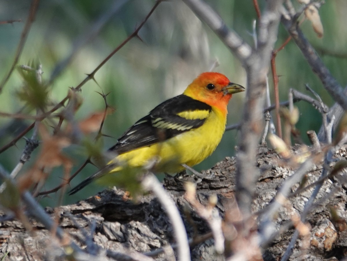 Western Tanager - ML619427885
