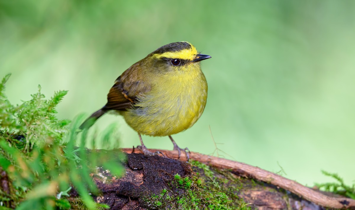 Yellow-bellied Chat-Tyrant - ML619427888