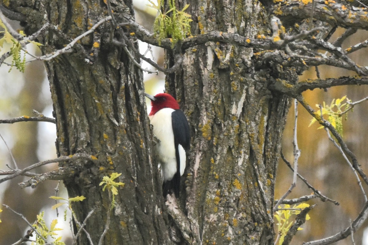 Red-headed Woodpecker - ML619427889