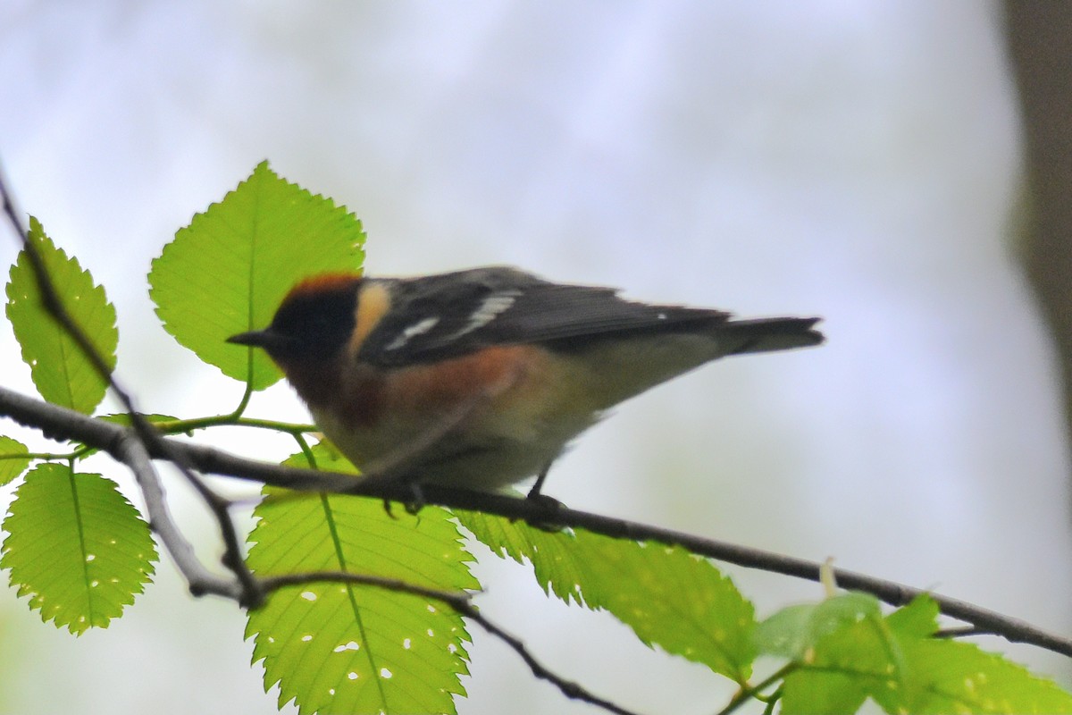 Bay-breasted Warbler - ML619427908