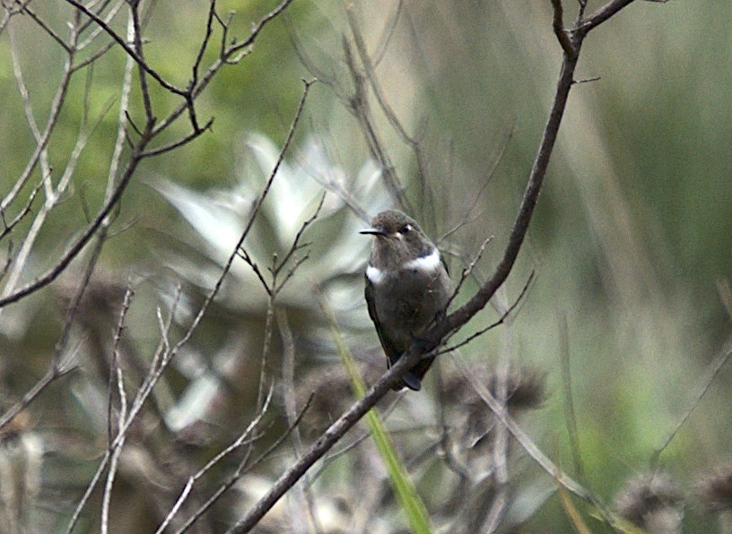kolibřík čabrakový - ML619427918