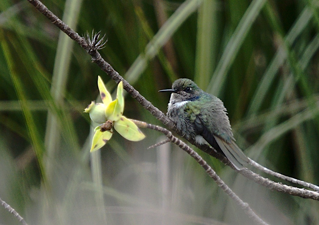 kolibřík čabrakový - ML619427921