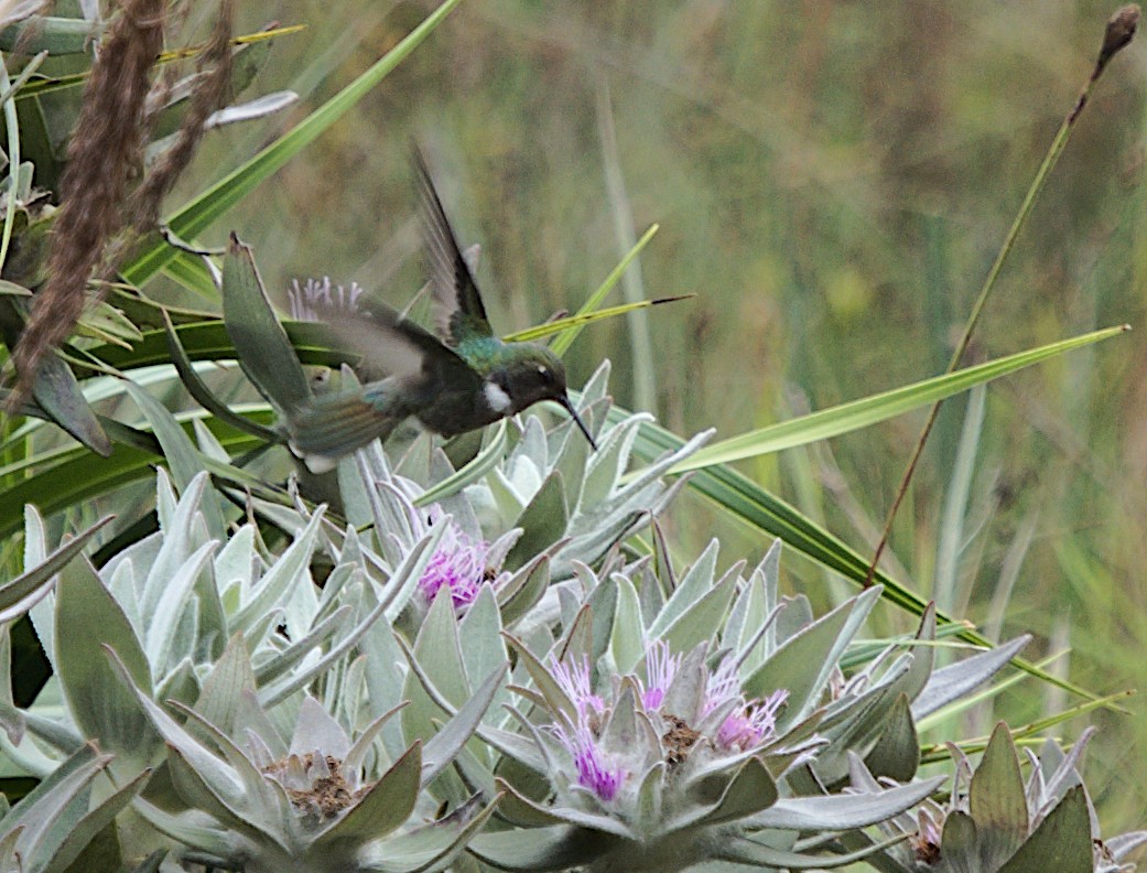 kolibřík čabrakový - ML619427922