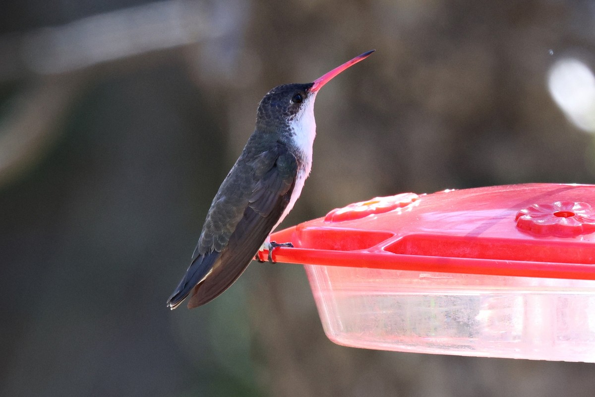 kolibřík fialovokorunkatý - ML619427932
