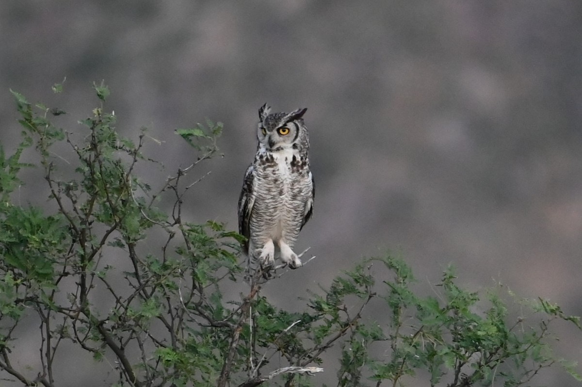 Great Horned Owl - ML619427939