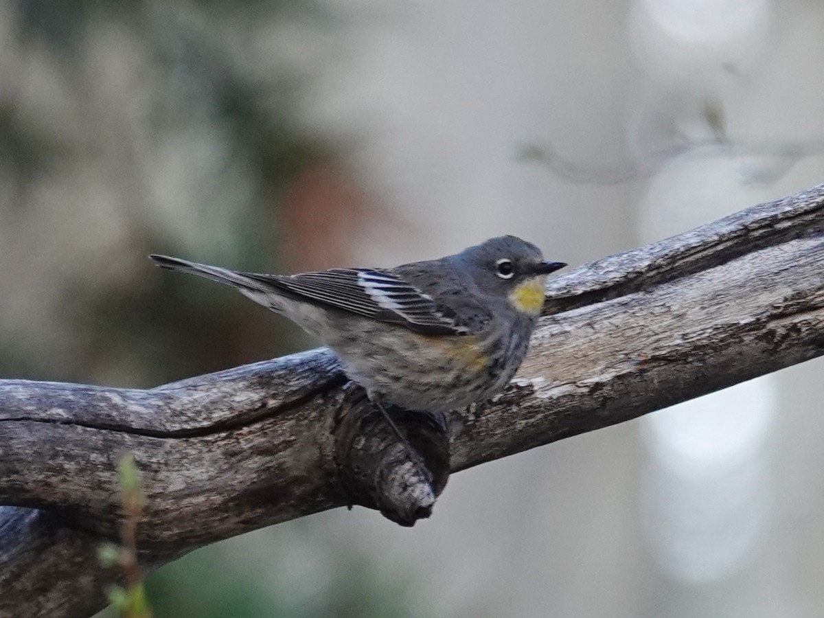 Yellow-rumped Warbler (Audubon's) - ML619427953