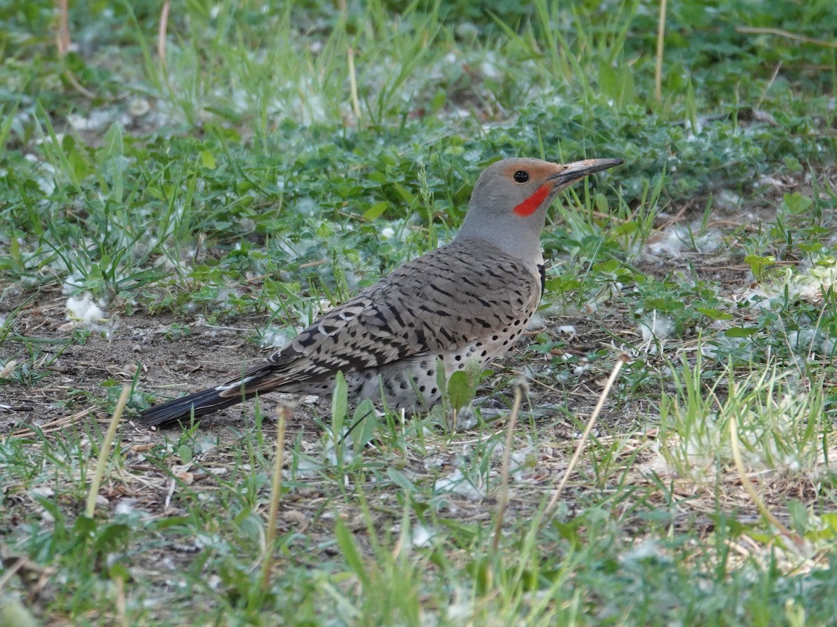 Northern Flicker (Red-shafted) - ML619427967
