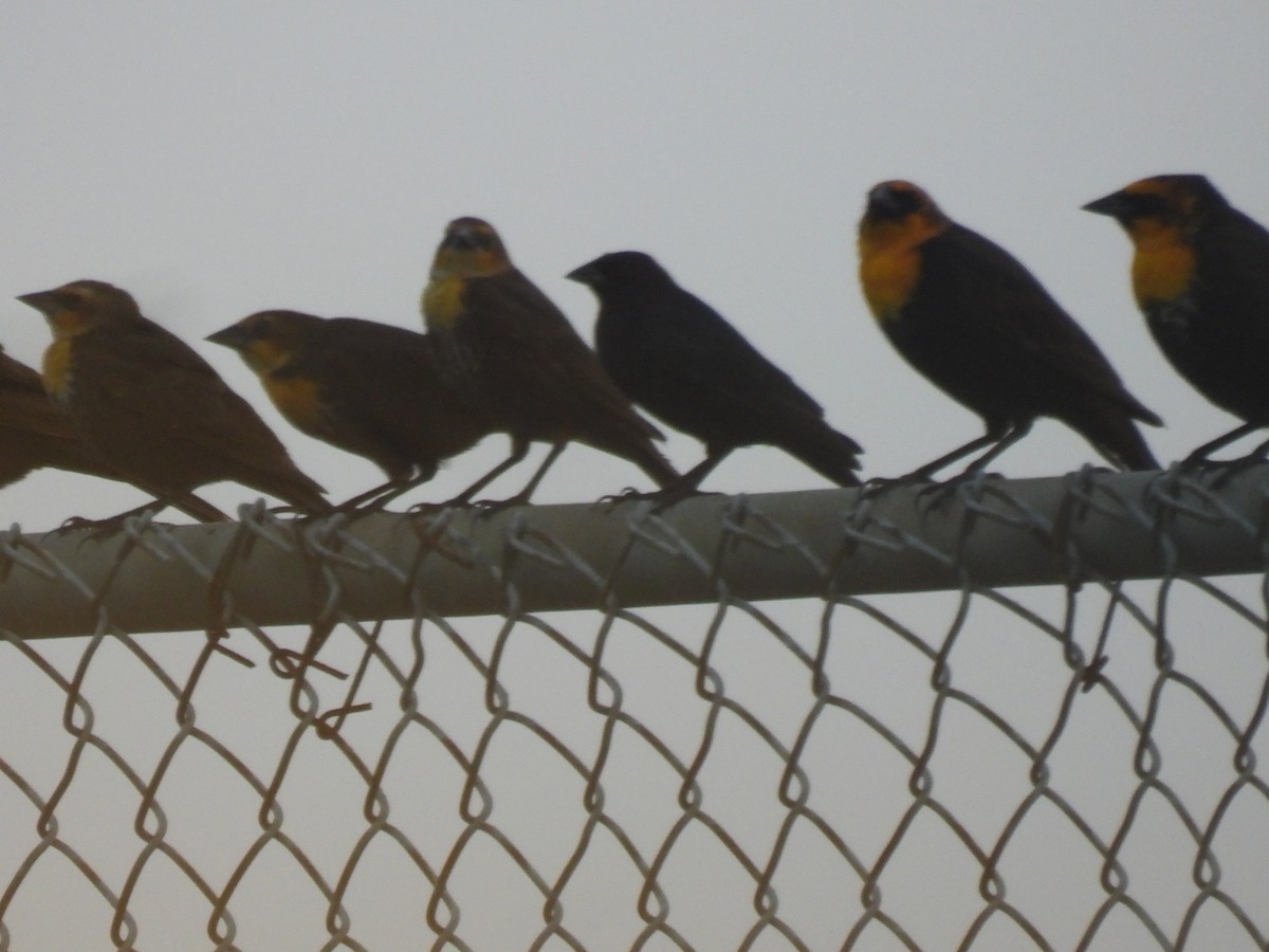 Yellow-headed Blackbird - ML619427973
