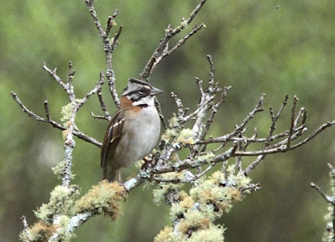 Rufous-collared Sparrow - ML619427993
