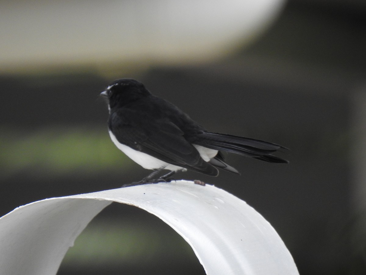 Willie-wagtail - ML619428020