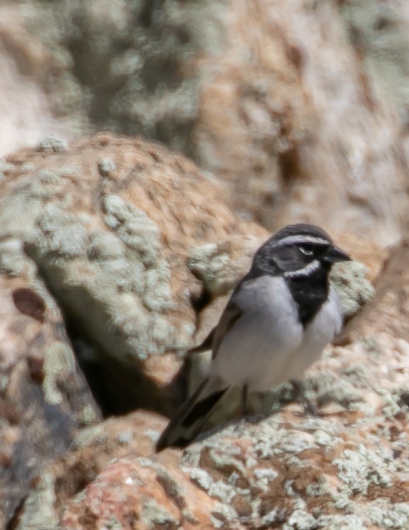 Black-throated Sparrow - ML619428045