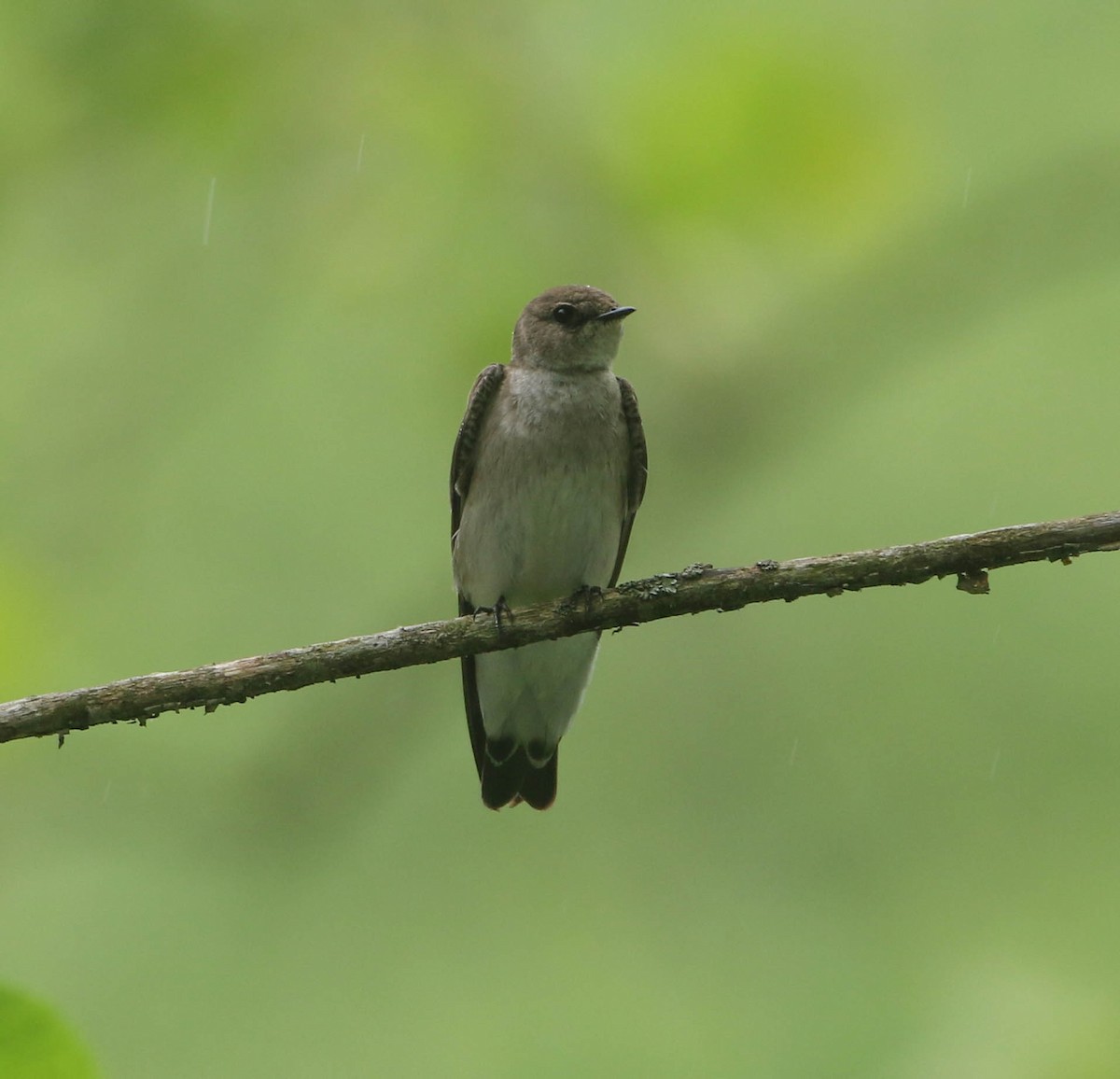 Northern Rough-winged Swallow - ML619428049